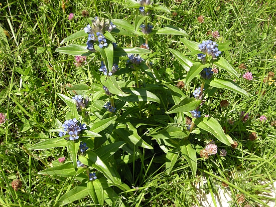 Gentiana cruciata / Genziana crociata